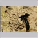 K-Trypoxylon figulus - Grabwespe 02b 14mm beim Eintrag einer Kugelspinne in O. spinipes-Nest.jpg